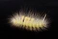 Caterpilla in isolated on black Royalty Free Stock Photo
