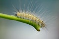 Caterpillar Royalty Free Stock Photo