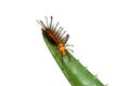 Caterpillar Royalty Free Stock Photo