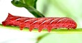 Caterpillar