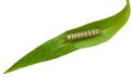 Caterpillar