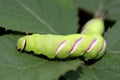 Caterpillar Royalty Free Stock Photo