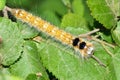 Caterpillar Royalty Free Stock Photo