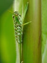 Caterpillar