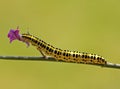 Caterpillar