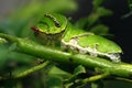 Caterpillar Royalty Free Stock Photo
