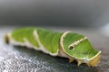 Caterpillar