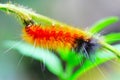 Caterpillar Royalty Free Stock Photo