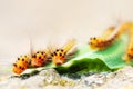 Caterpillar Royalty Free Stock Photo