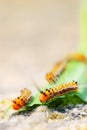 Caterpillar Royalty Free Stock Photo