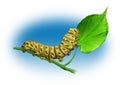 Caterpillar Royalty Free Stock Photo