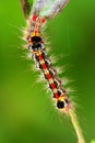 Caterpillar Royalty Free Stock Photo