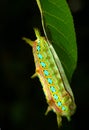 Caterpillar Royalty Free Stock Photo