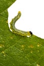 Caterpillar