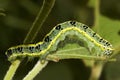 Caterpillar Royalty Free Stock Photo