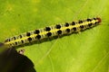 Caterpillar Royalty Free Stock Photo