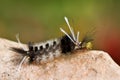 Caterpillar Royalty Free Stock Photo