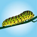 Caterpillar Royalty Free Stock Photo