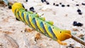 Caterpillar Acherontia atropos, Death`s head hawkmoth, found on the Mediterranean coast on a tree