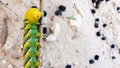 Caterpillar Acherontia atropos, Death`s head hawkmoth, found on the Mediterranean coast on a tree