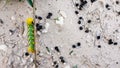 Caterpillar Acherontia atropos, Death`s head hawkmoth, found on the Mediterranean coast on a tree