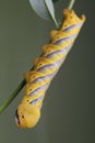 Caterpillar of Acherontia atropos - Deaths-head Hawk Moth