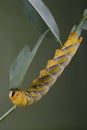 Caterpillar of Acherontia atropos - Deaths-head Hawk Moth Royalty Free Stock Photo