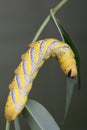 Caterpillar of Acherontia atropos - Deaths-head Hawk Moth