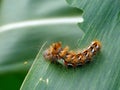 Caterpillar of Acronicta rumicis the knot grass from Noctuidae family on damaged leaves of maize plants.