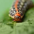 Caterpillar aggressive portrait