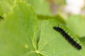 Caterpillar of Aglais io, the european peacock butterfly on a wi