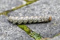 The caterpillar of Agrius convolvuli