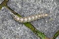 The caterpillar of Agrius convolvuli