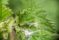 Caterpillar of Anthophila fabriciana, aka the Nettle tap moth. Royalty Free Stock Photo