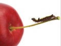Caterpillar and apple Royalty Free Stock Photo