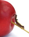 Caterpillar and apple Royalty Free Stock Photo