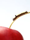 Caterpillar and apple Royalty Free Stock Photo