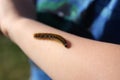 Caterpillar on an arm