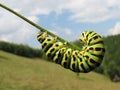 a caterpillar balances on a blade of grass