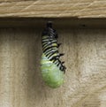 Caterpillar Becoming Chrysalis Royalty Free Stock Photo