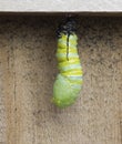 Caterpillar Becoming Chrysalis Royalty Free Stock Photo