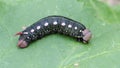 Caterpillar of Bedstraw Hawk-moth or Galium Sphinx