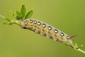 Caterpillar of Bedstraw hawk-moth Hyles gallii from Ukraine.