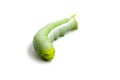 Caterpillar, Big green worm, Giant green worm on white backgrou