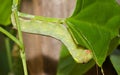 Caterpillar or Big green worm
