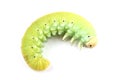 Caterpillar of Birch Sawfly isolated on white Royalty Free Stock Photo