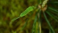 Caterpillar Biston betularia. Forest pest caterpillar