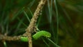 Caterpillar Biston betularia. Forest pest caterpillar