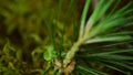 Caterpillar Biston betularia. Forest pest caterpillar