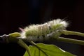 Caterpillar on black background Royalty Free Stock Photo